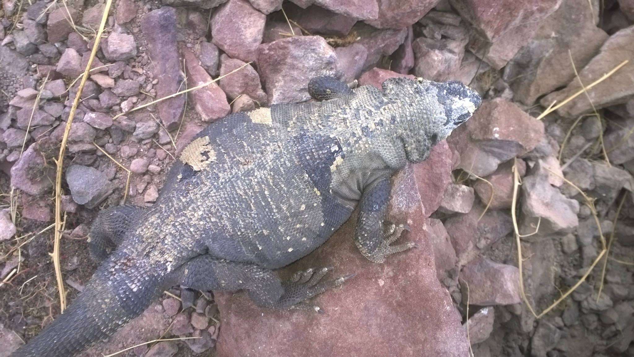 Image of Angel Island chuckwalla