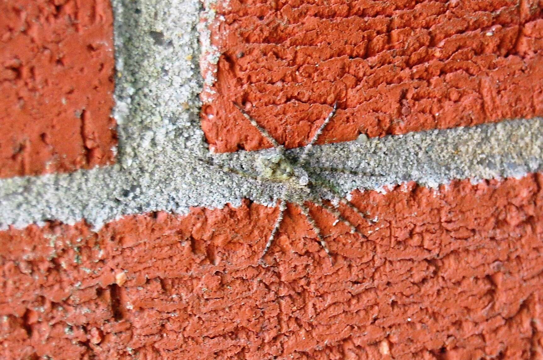 Image of Whitebanded Fishing Spider