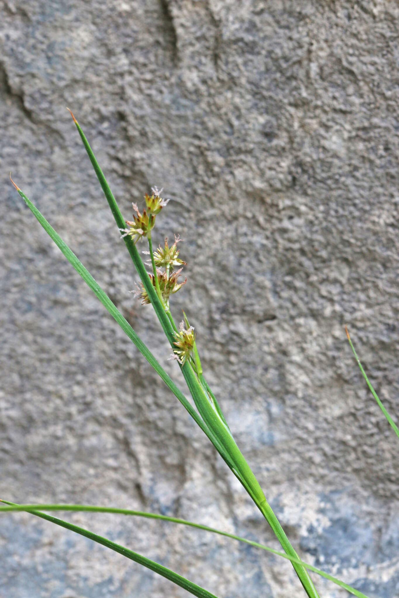 Imagem de Juncus saximontanus A. Nelson