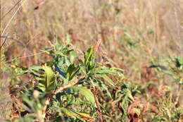 Image of Persicaria ferruginea (Wedd.) Sojak