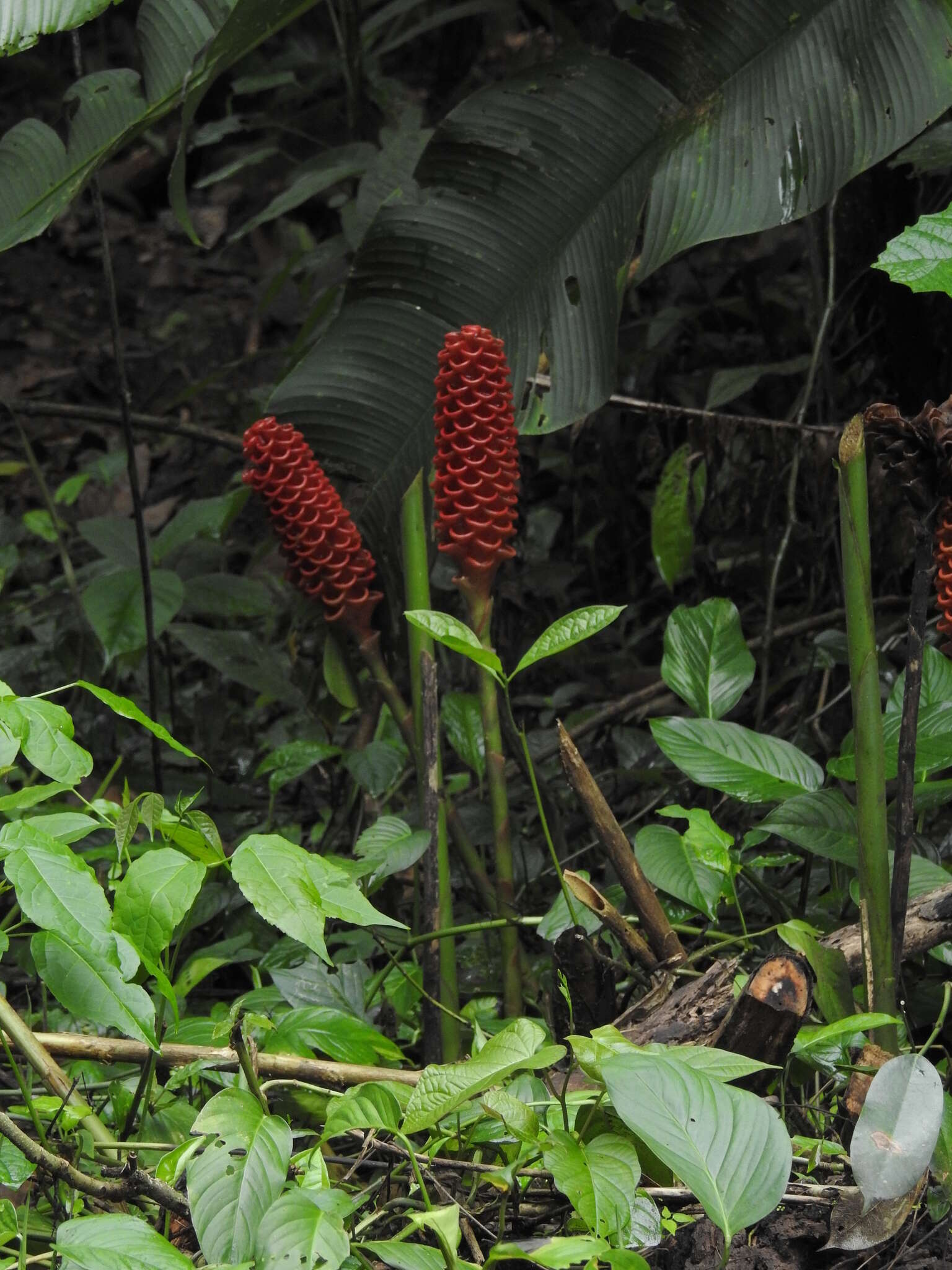 Image of Shampoo Ginger