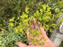 Image of Euphorbia valerianifolia Lam.