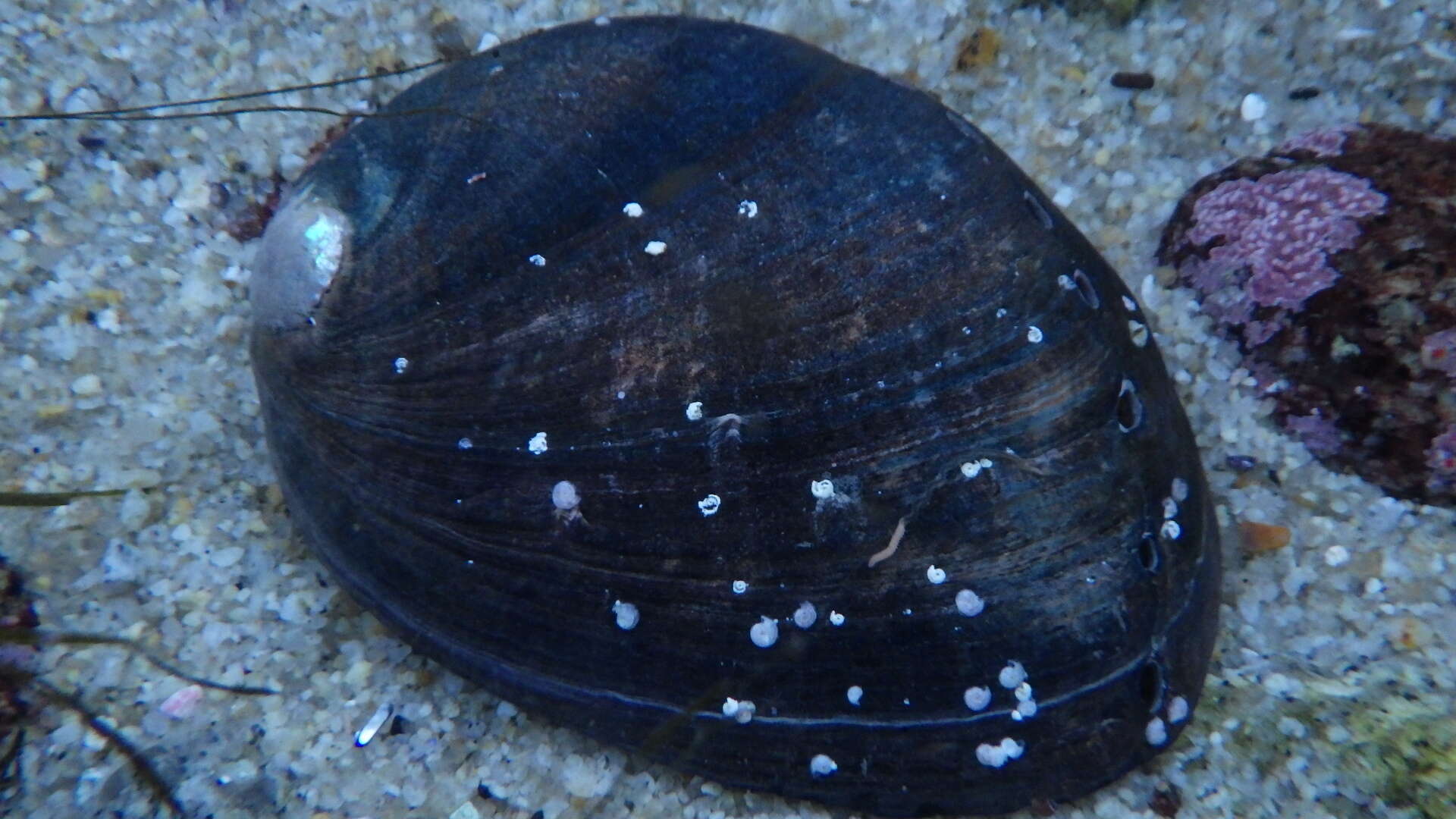 Image of Black Abalone