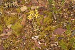 Image of Albuca concordiana Baker