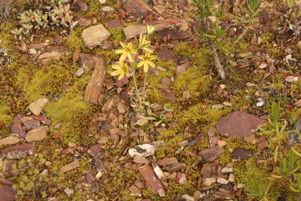 Image of Albuca concordiana Baker