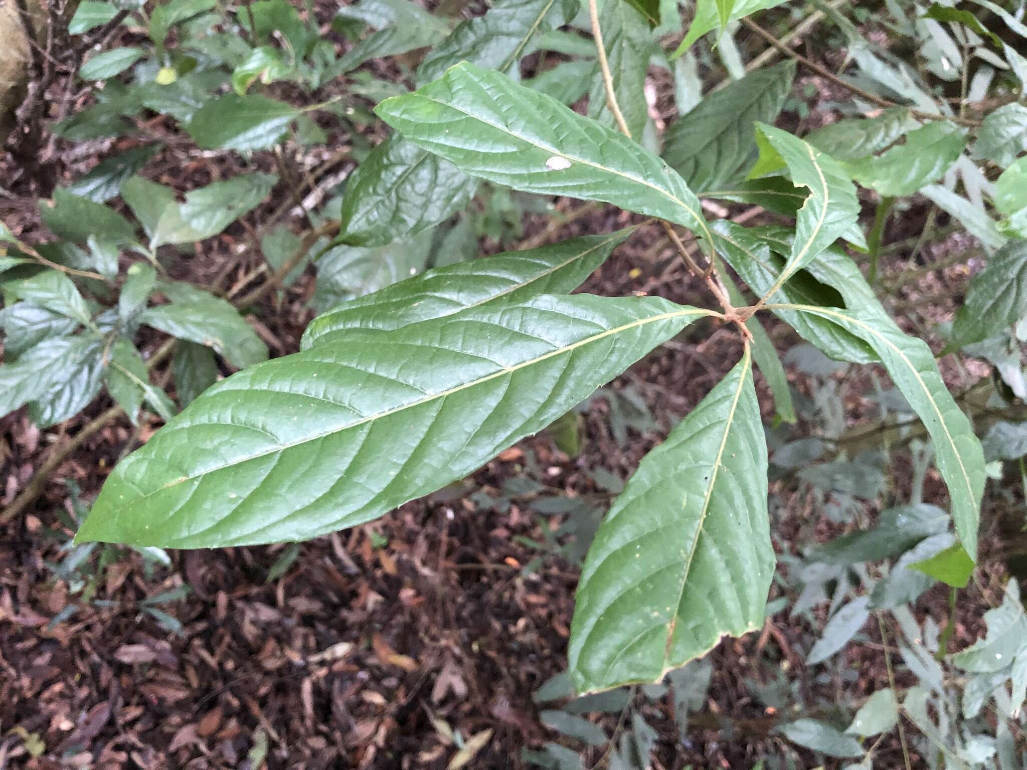 Plancia ëd Meliosma callicarpifolia Hayata