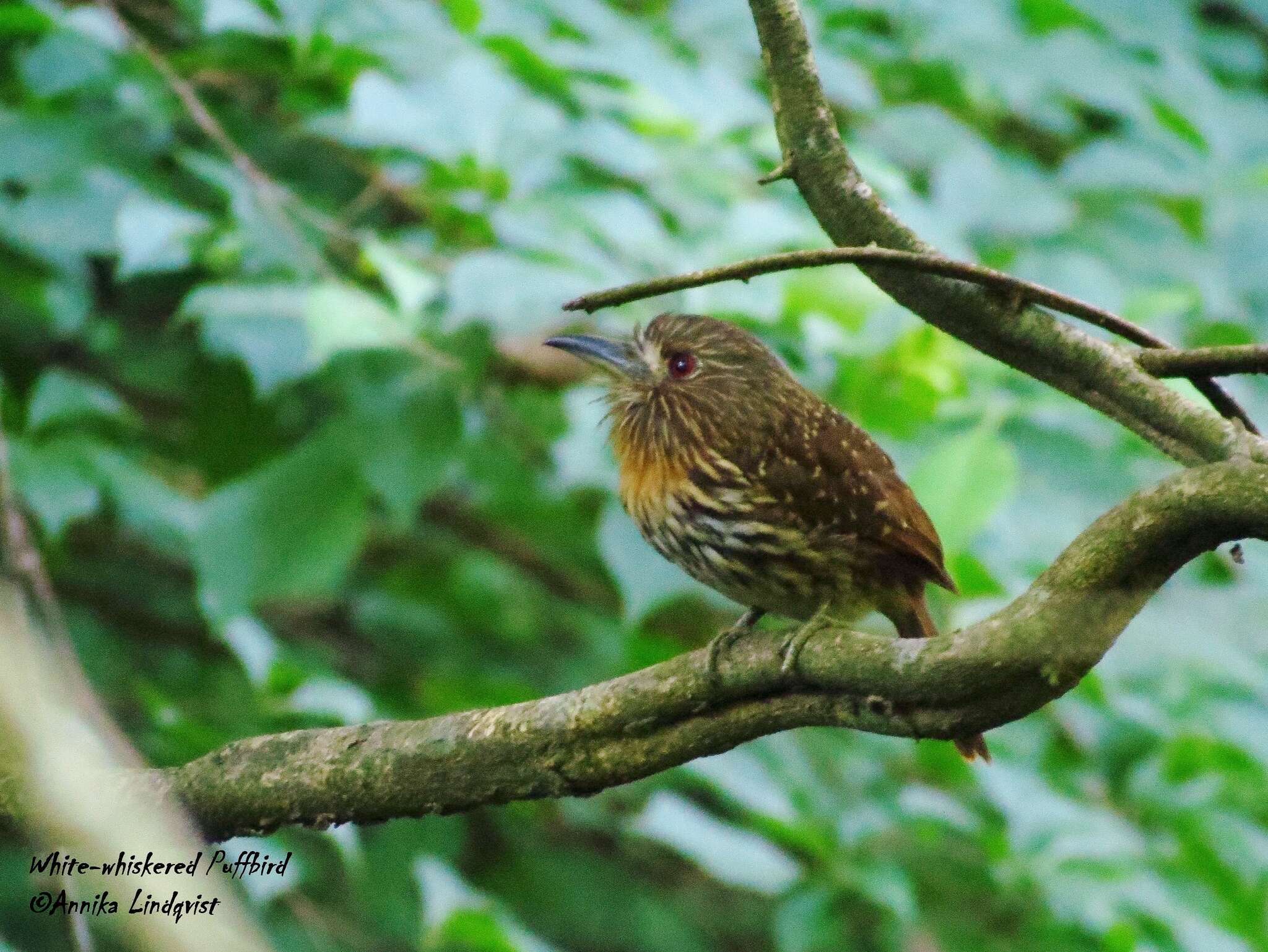 Image of White-whiskered Puffbird