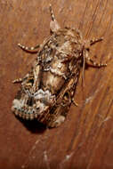 Image of Spodoptera umbraculata Walker 1858