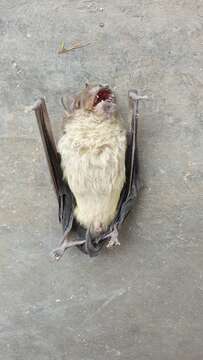 Image of White-bellied House Bat