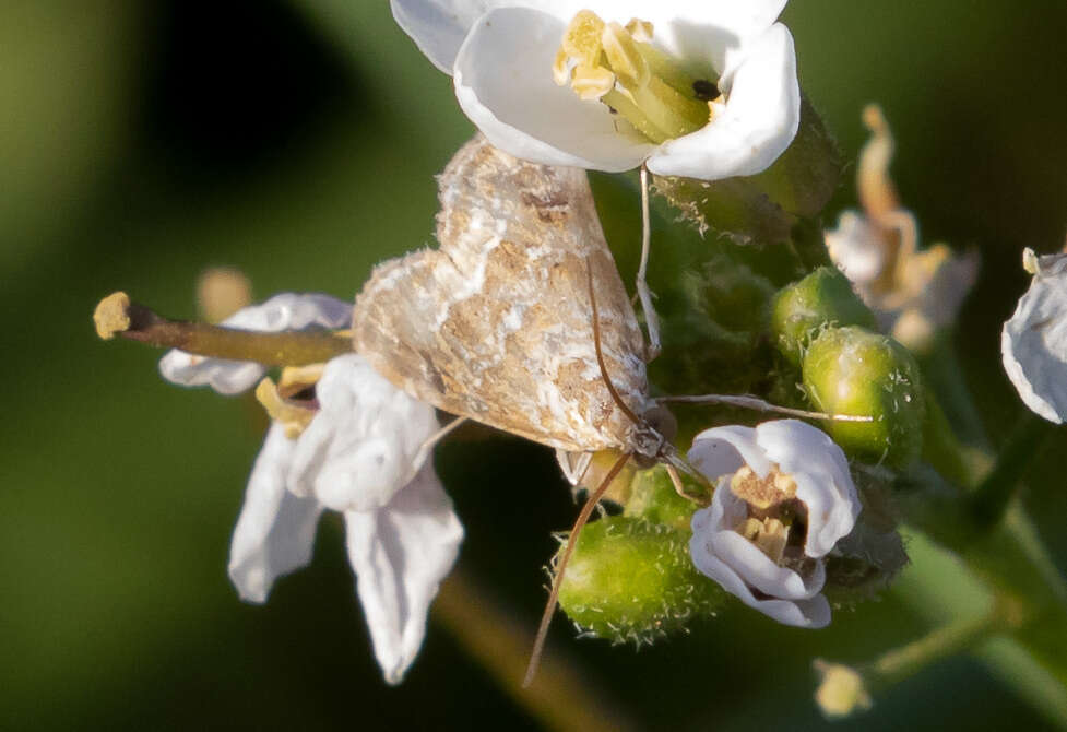 Image of Cabbage Webworm moth