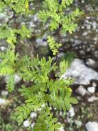 Image of Bursera aptera Ramirez