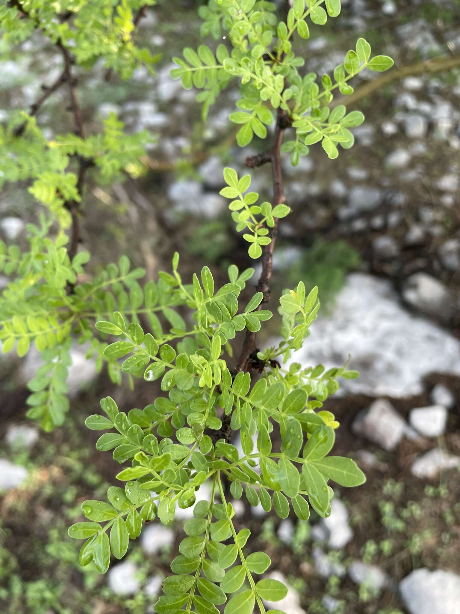 Plancia ëd Bursera aptera Ramirez