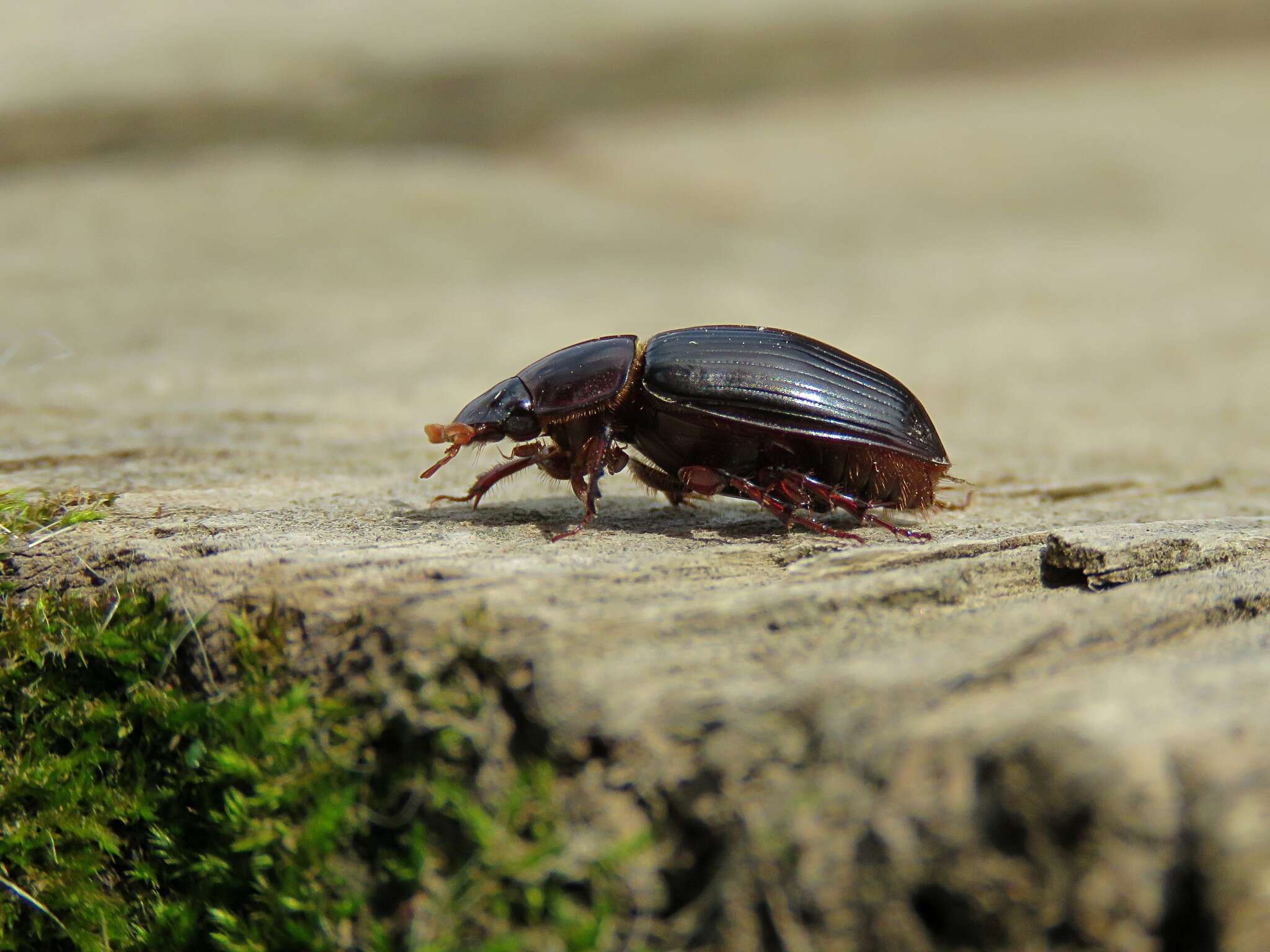 Image of Night-flying Dung Beetle