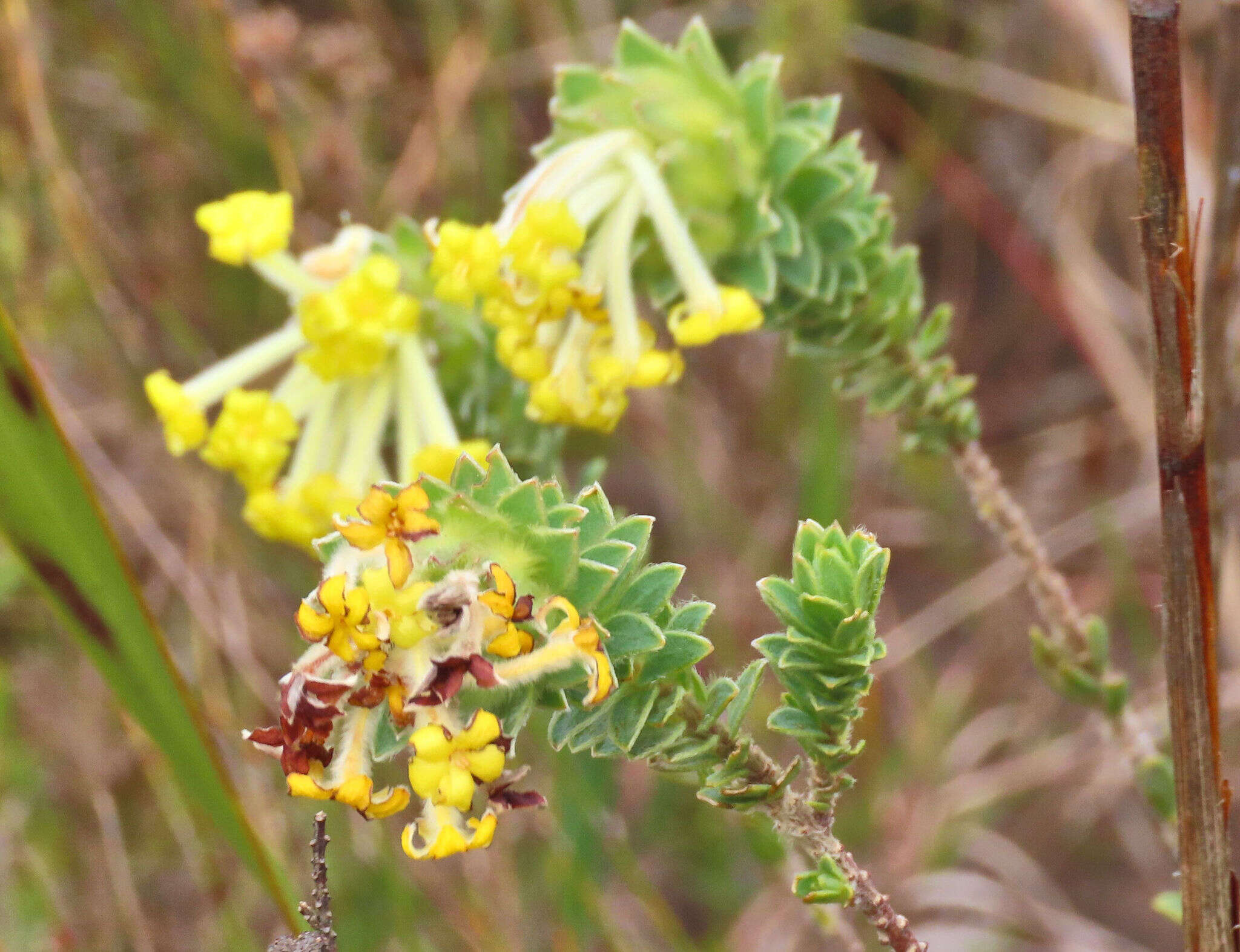 Image of Gnidia anthylloides (L. fil.) Gilg