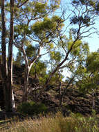 Слика од Eucalyptus camaldulensis subsp. minima Brooker & M. W. Mc Donald