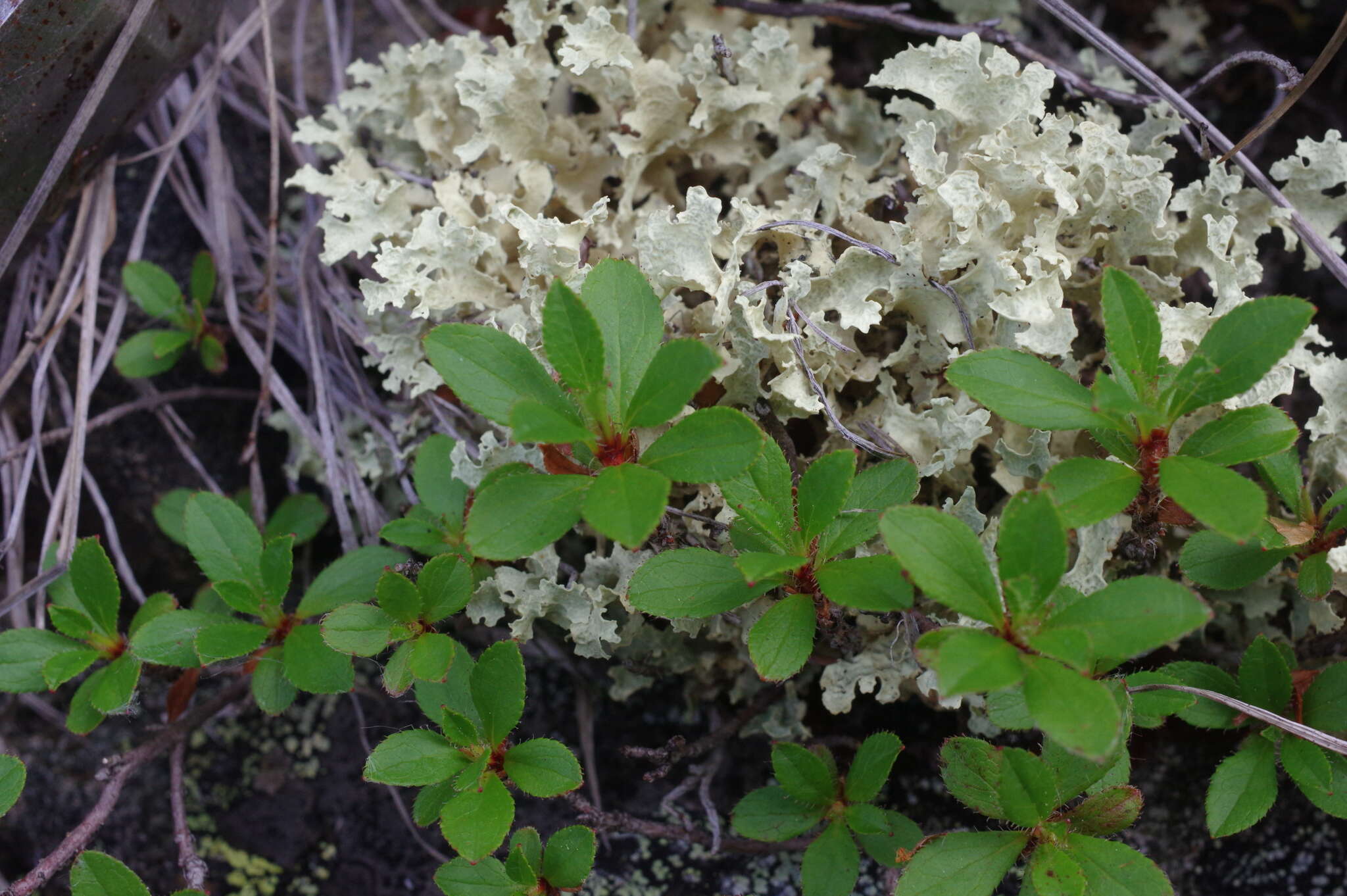 Слика од Rhododendron redowskianum Maxim.