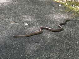 Image of Lampropeltis calligaster rhombomaculata (Holbrook 1840)