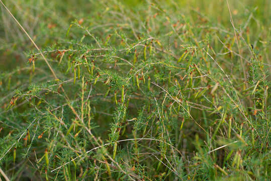 Image of Pygmy Caragana