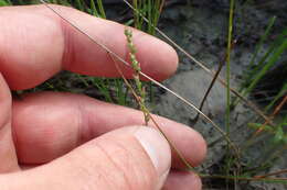 صورة Plantago pusilla Nuttall