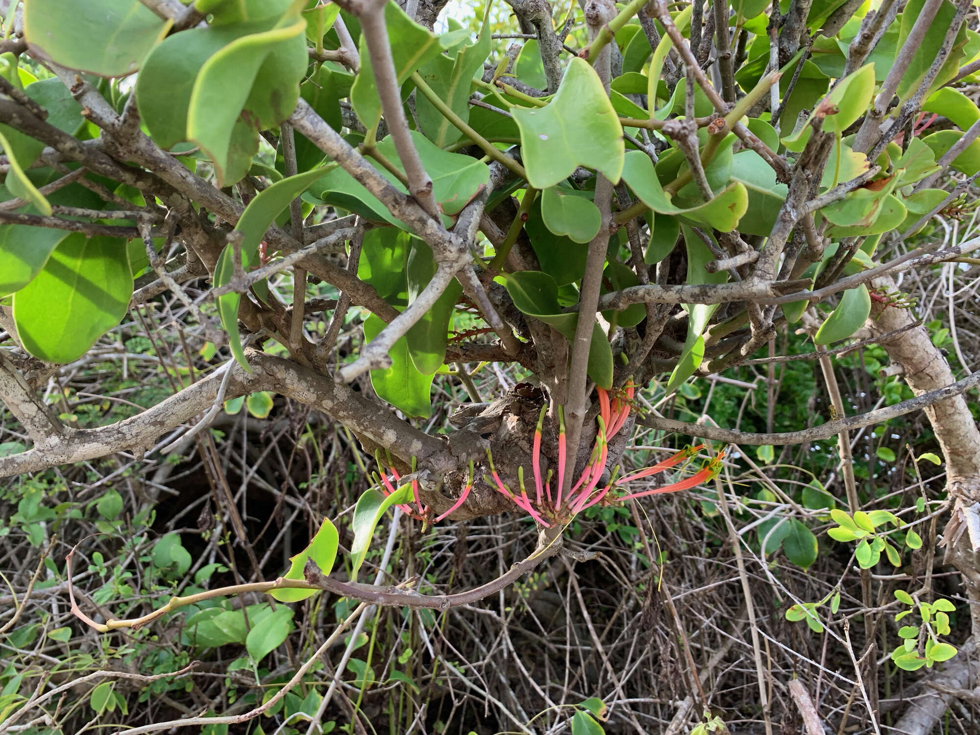 Image of Dendrophthoe falcata (L. fil.) Bl.