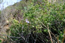 Imagem de Salvia dentata Aiton