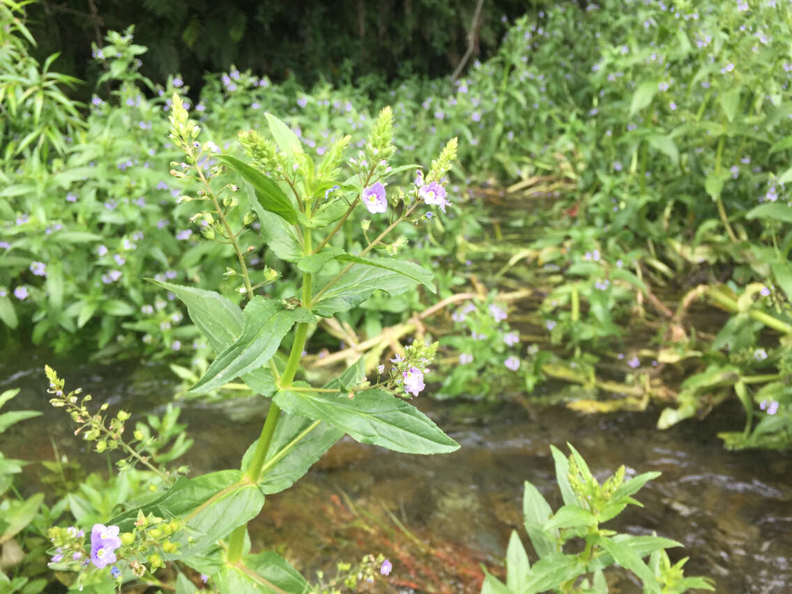 Image of Blue Water-speedwell