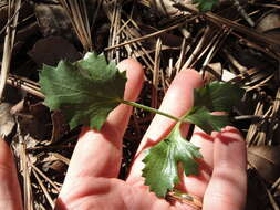 Image of shiny biscuitroot