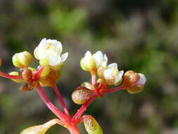 Image of Crassula dodii Schönl. & Baker fil.