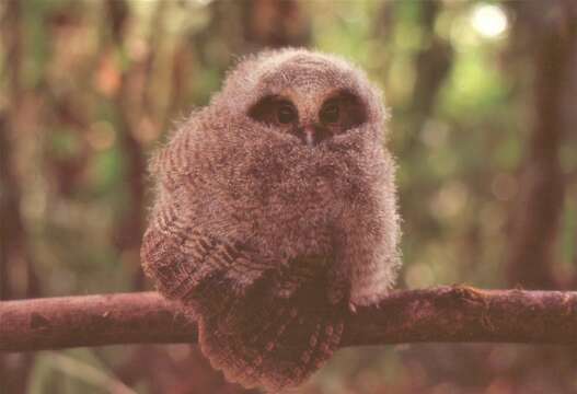 Image of Colombian Screech-Owl