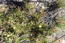 Image of Osteospermum triquetrum L. fil.