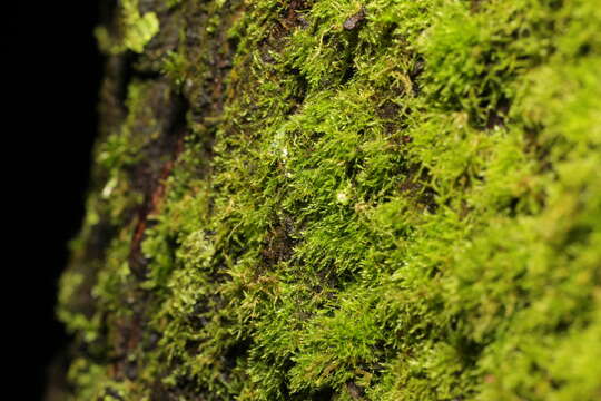 Image of Creeping Feather Moss