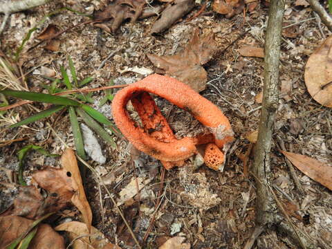 Image of Clathrus columnatus Bosc 1811