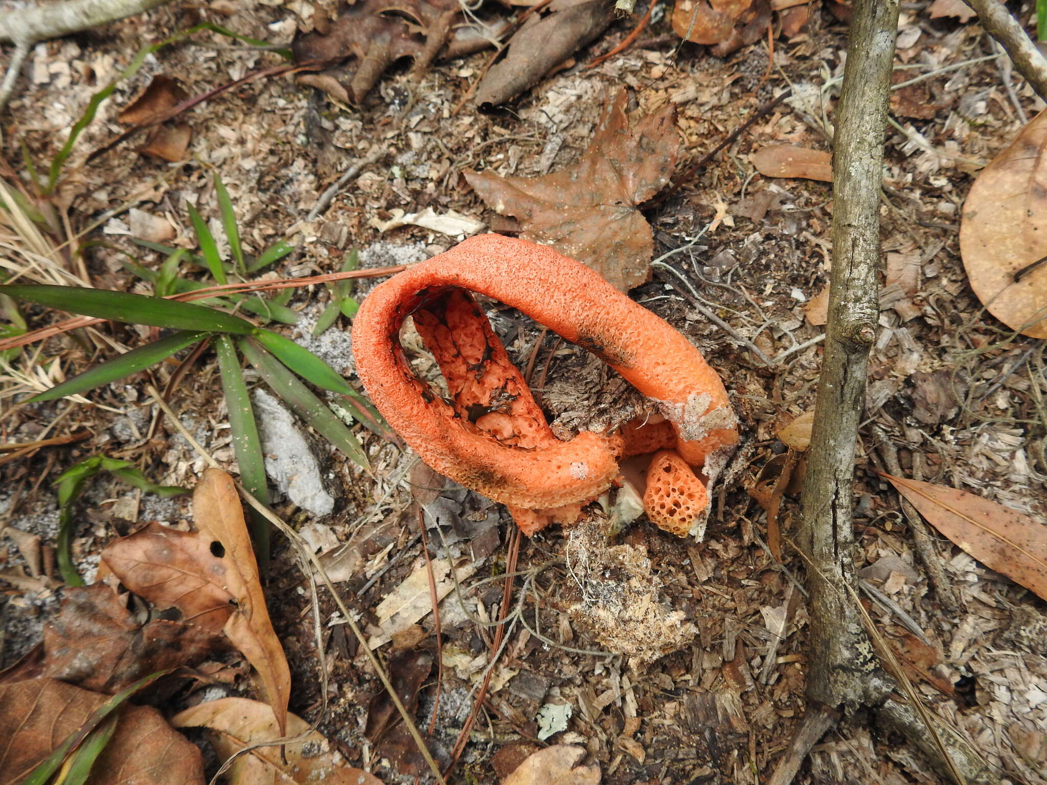 Image of column stinkhorn