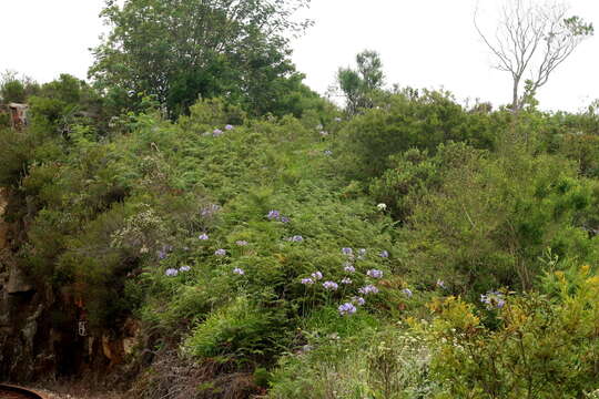 Imagem de Agapanthus praecox Willd.