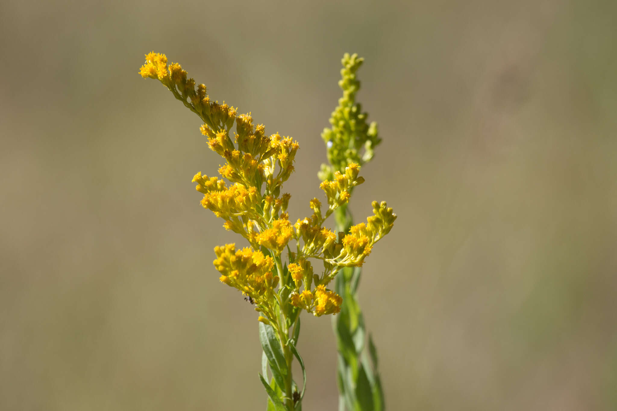 Image of Solidago elongata Nutt.