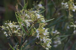 Image of Grevillea viridiflava R. O. Makinson