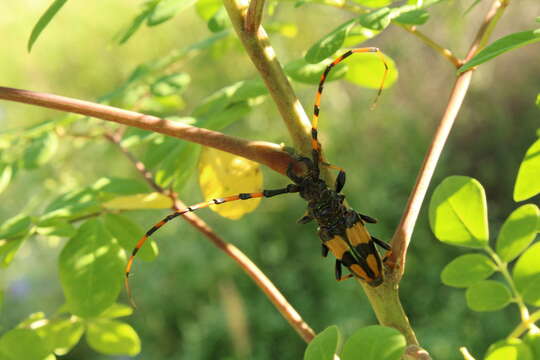 Image of Trachyderes (Dendrobias) mandibularis (Dupont 1834)