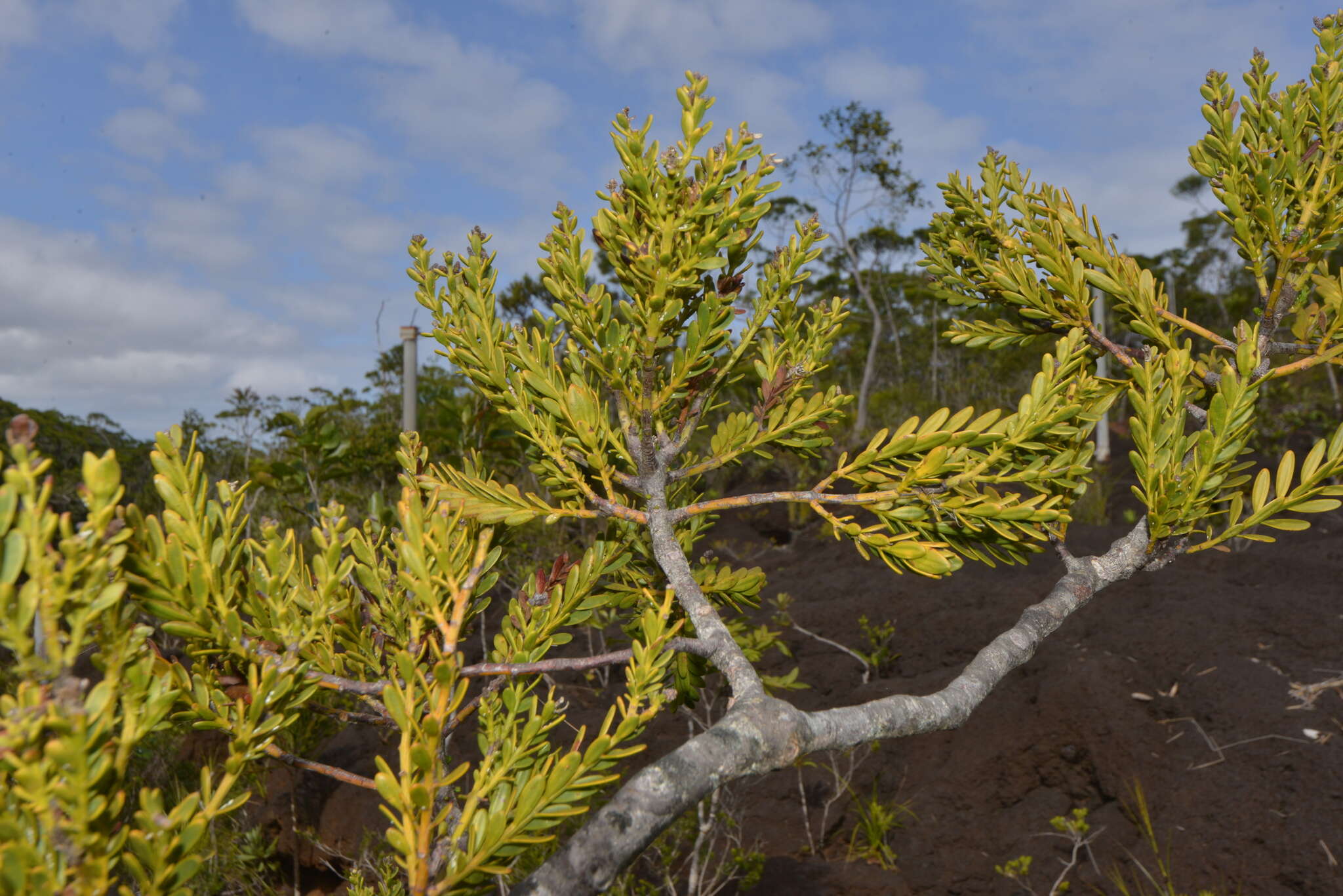 Image of New Caledonia retrophyllum