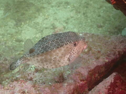 Image of Horn-nosed boxfish