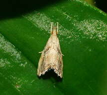 صورة Glaucocharis dilatella Meyrick 1879