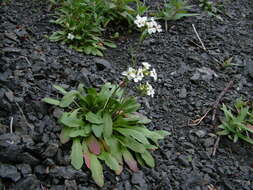 صورة Arabidopsis lyrata subsp. petraea (L.) O'Kane & Al-Shehbaz