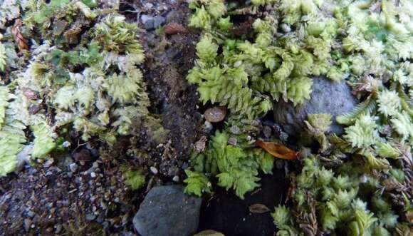 Image of Schistochila glaucescens (Hook.) A. Evans