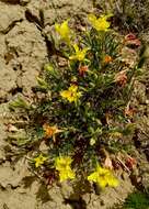 Image of Oenothera lavandulifolia Torr. & Gray