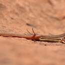 Image of Ruben's Sand Lizard
