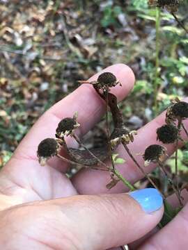 Image of feverfew