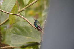 Image of Lazuline Sabrewing