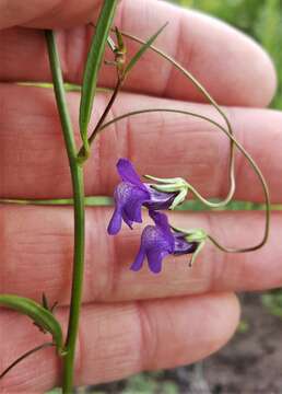 Imagem de Antirrhinum strictum (Hooker & Arnott) A. Gray