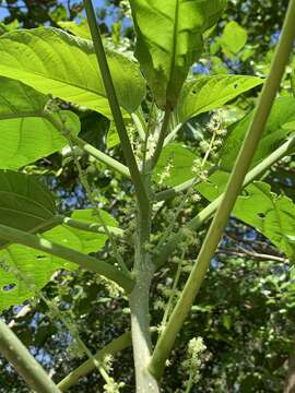 Image of Claoxylon indicum (Reinw. ex Blume) Hassk.