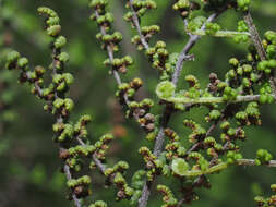 Image of Cheilanthes parviloba (Sw.) Sw.