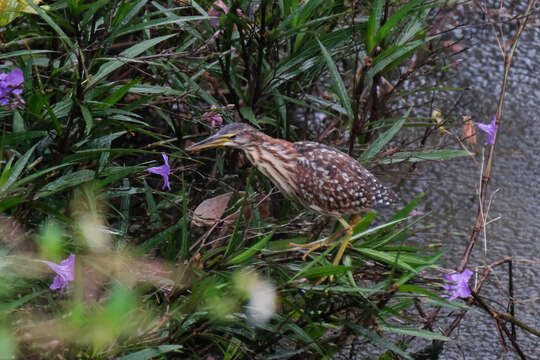 Image of Schrenck's Bittern